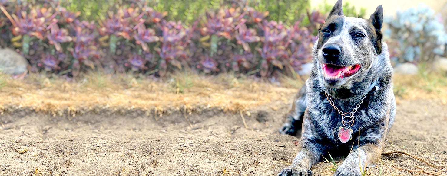 Candy Inspired Dog Names Popular Male and Female Names Wag!